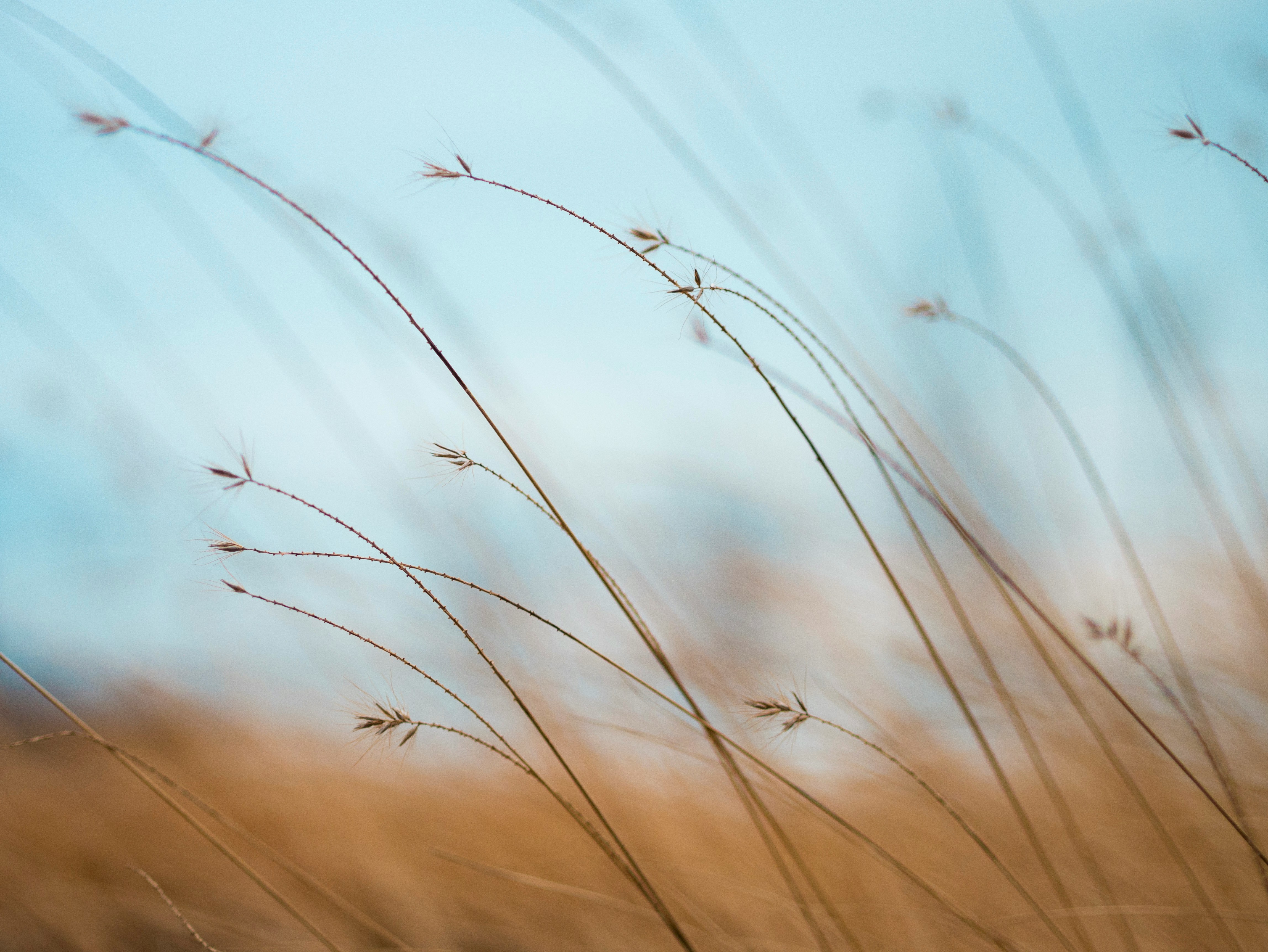 Wild grass in stillness - Vipassana meditation